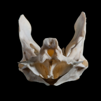 Nasal_view