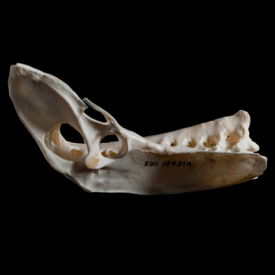 Right_side_view