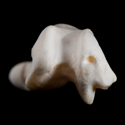Basal_view