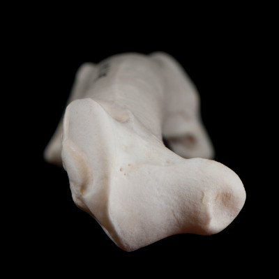 dorsal_view