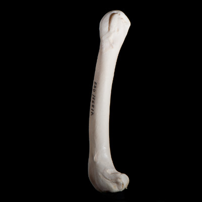 Left_side_view