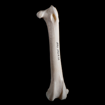 Nasal_view