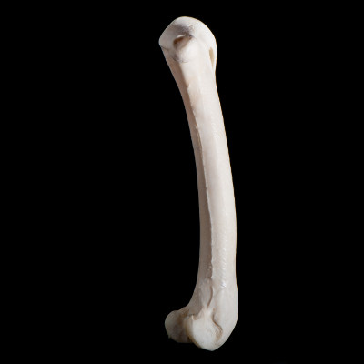Right_side_view