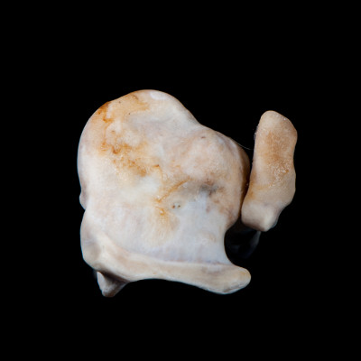 dorsal_view
