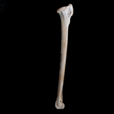 Left_side_view