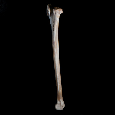 Right_side_view