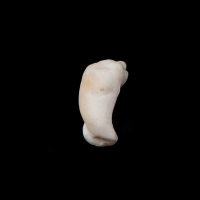 Basal_view