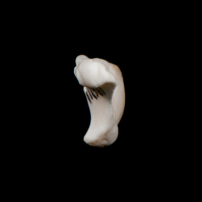 dorsal_view