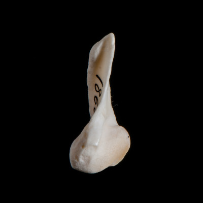 Left_side_view