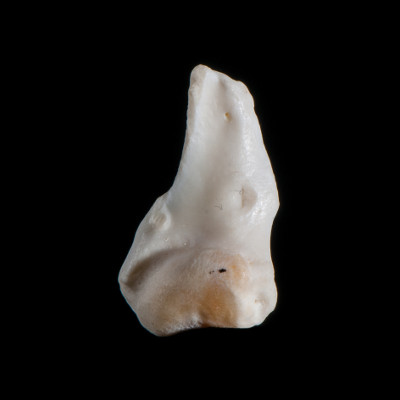 Nasal_view