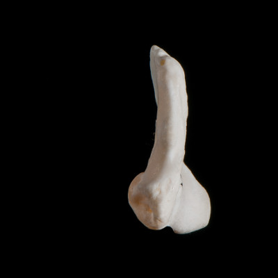 Right_side_view