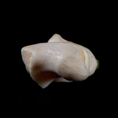 Basal_view
