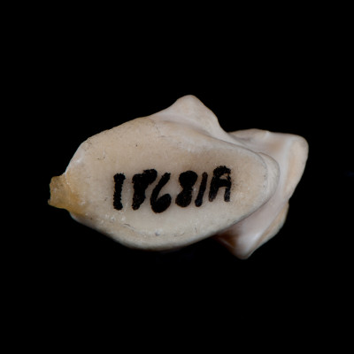 dorsal_view