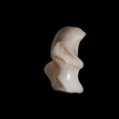 Left_side_view