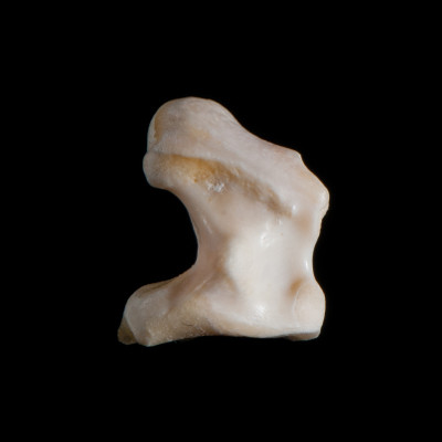 Nasal_view