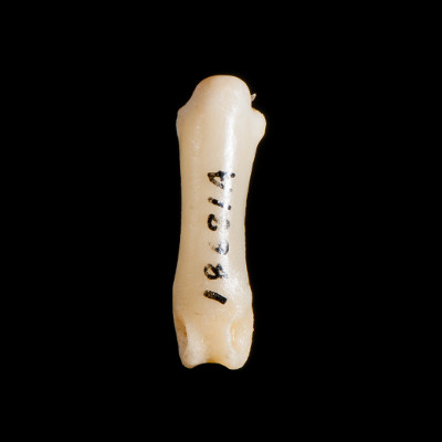 Nasal_view