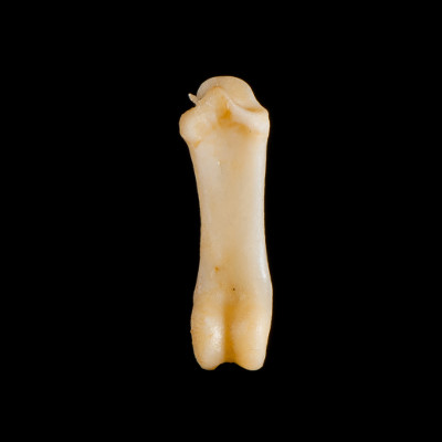 Nuchal_view