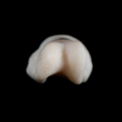 Basal_view