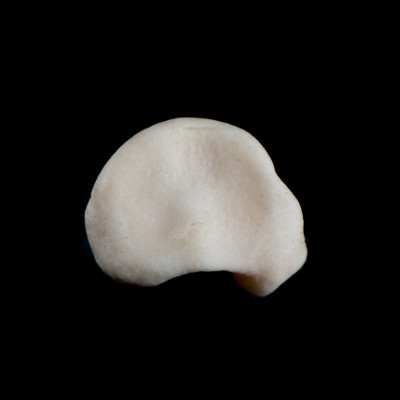 dorsal_view