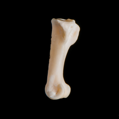 Left_side_view