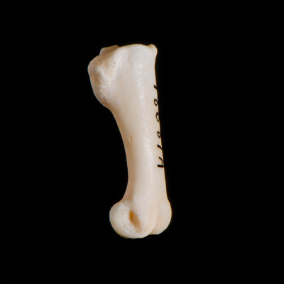 Right_side_view