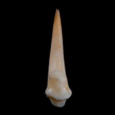 Basal_view