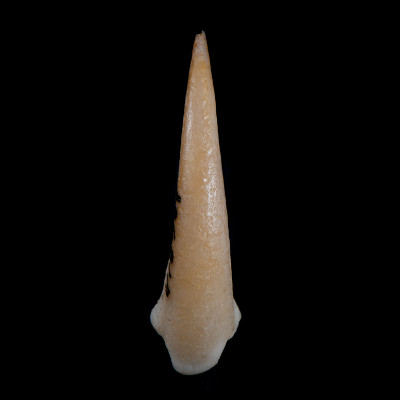 dorsal_view