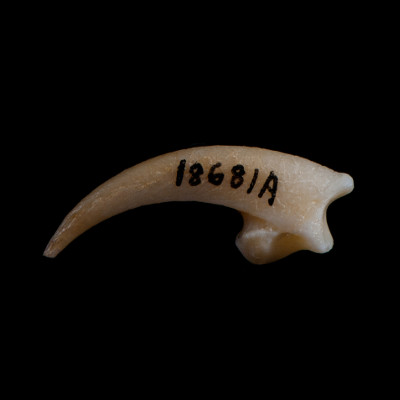 Left_side_view