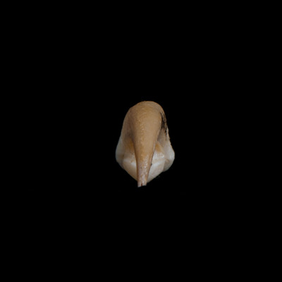 Nasal_view