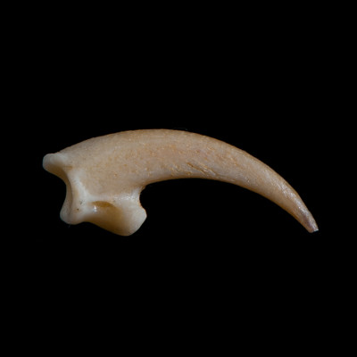 Right_side_view