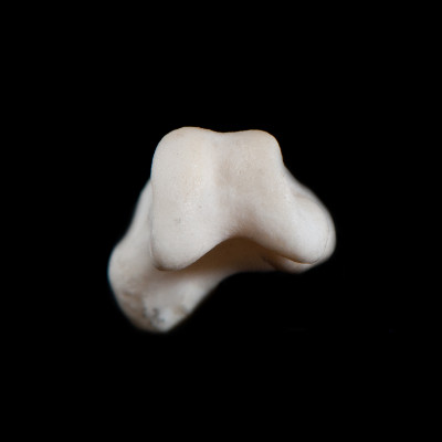 Basal_view