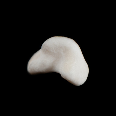 dorsal_view