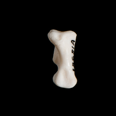 Right_side_view