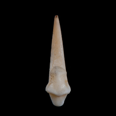 Basal_view