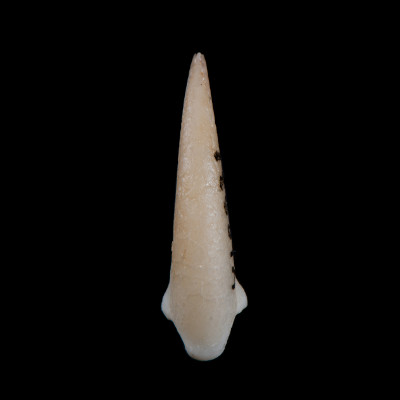 dorsal_view