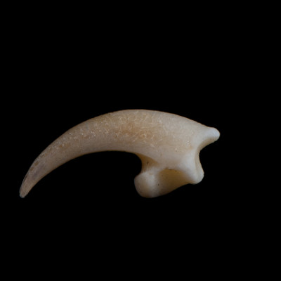 Left_side_view