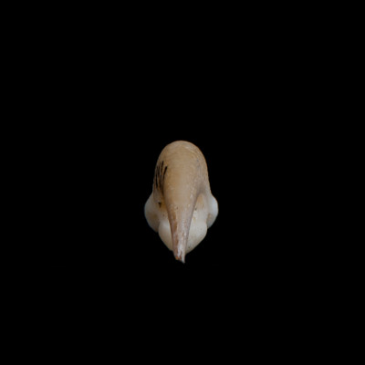 Nasal_view