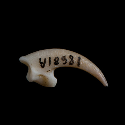 Right_side_view