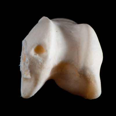 Basal_view