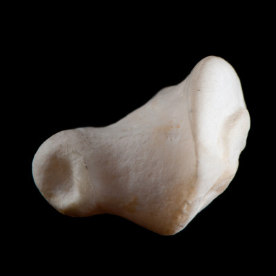 dorsal_view