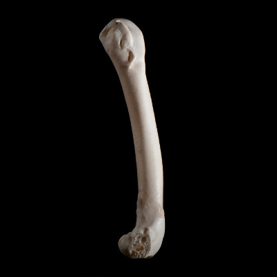 Left_side_view
