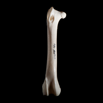 Nasal_view