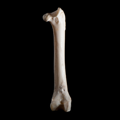 Nuchal_view