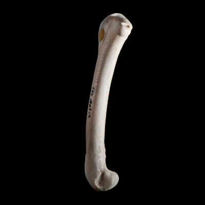 Right_side_view