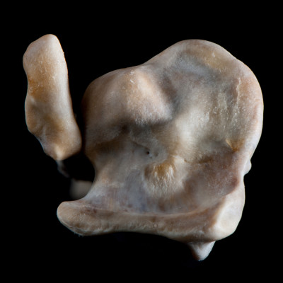 dorsal_view