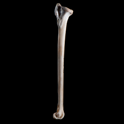 Right_side_view