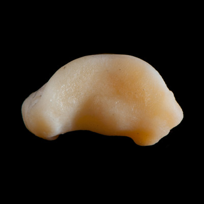 dorsal_view