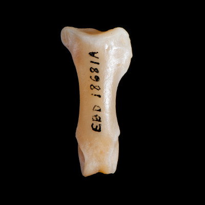 Nasal_view