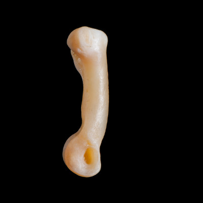 Right_side_view