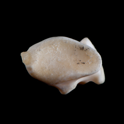 dorsal_view